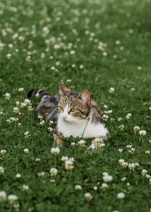 <h2>Viele Katzenbesitzer wechseln gerade zu diesen Produkten<br/><br/><br/></h2>