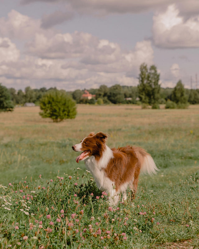 <h2>In den letzten 24 Std. häufig für Hunde bestellt<br/><br/></h2>